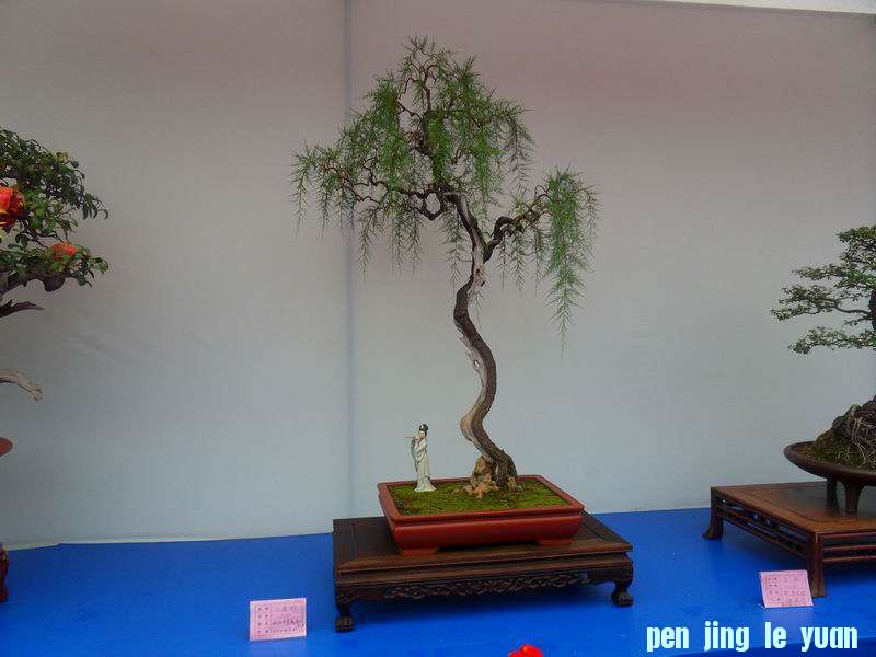 SDC19087.JPG