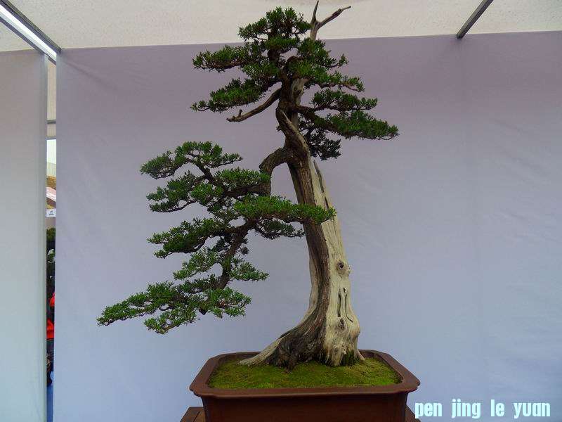 SDC19065.JPG