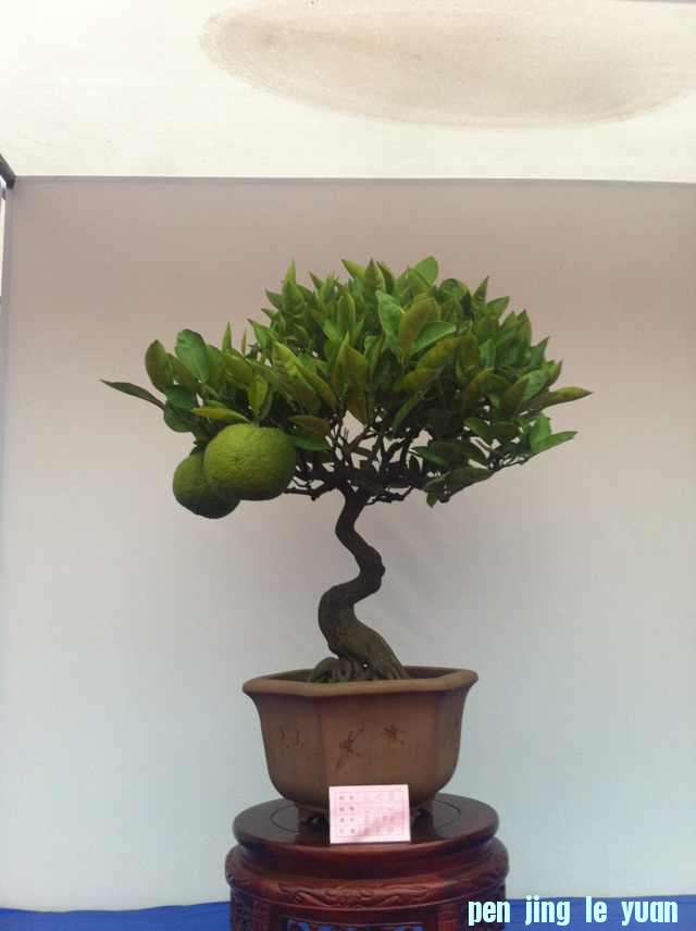 mmexport1350823545980.jpg