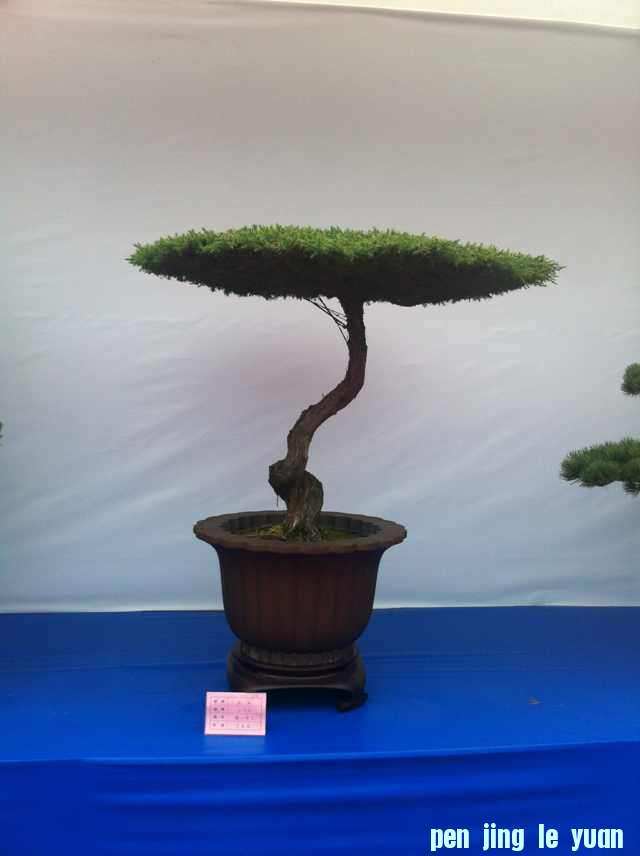mmexport1350825260622.jpg
