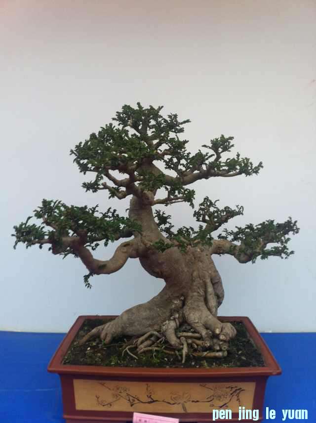 mmexport1350825512921.jpg