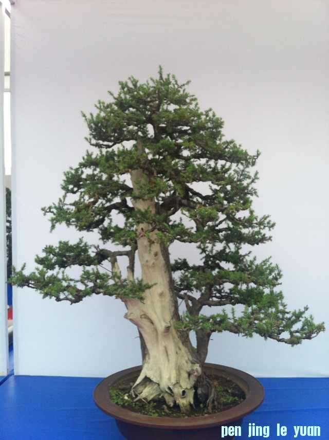 mmexport1350825525771.jpg