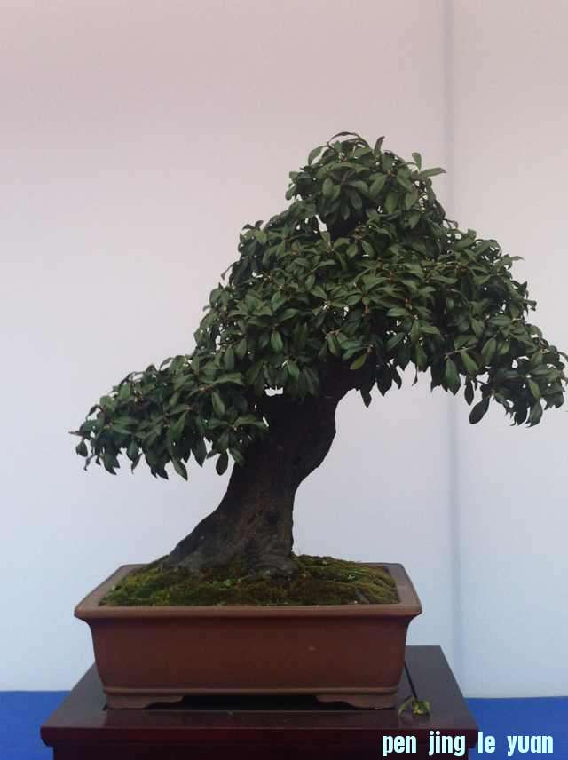 mmexport1350826240936.jpg