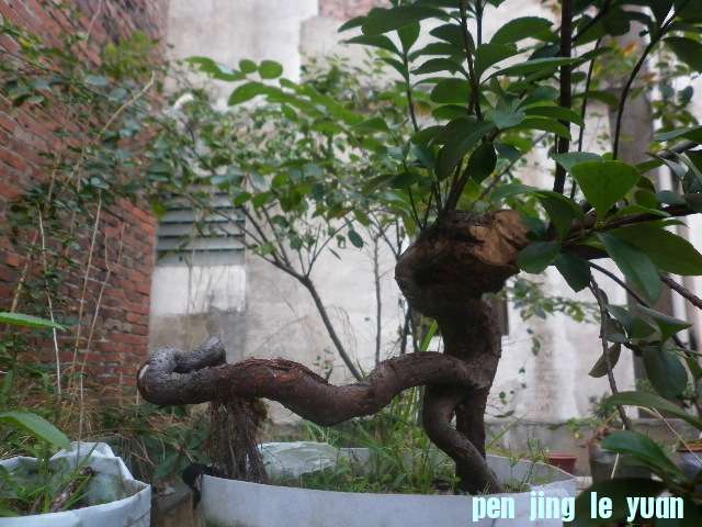 P1000209.JPG