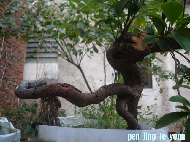 P1000210.JPG