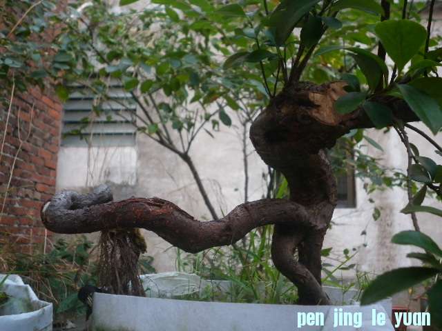 P1000211.JPG
