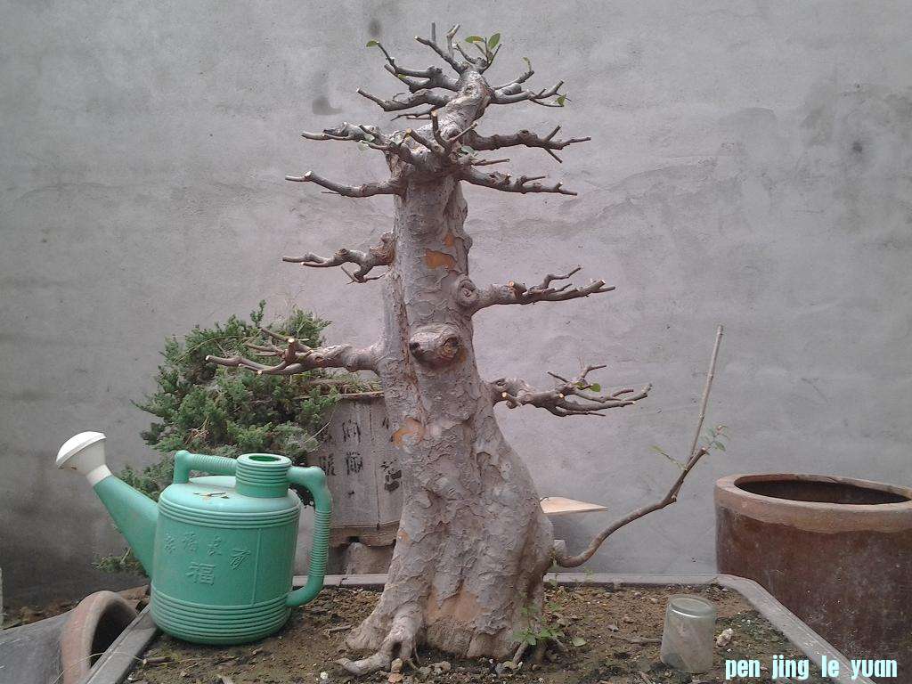 yushu.jpg