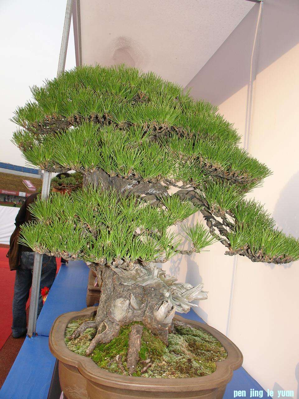 DSC00247.JPG