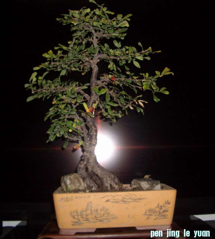 CIMG5782.JPG