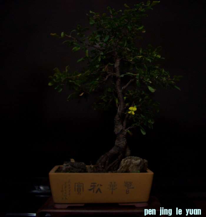 CIMG5784.JPG