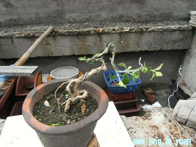 DSCF3855.JPG
