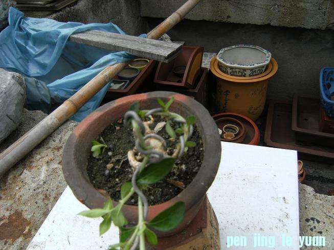 DSCF3856.JPG