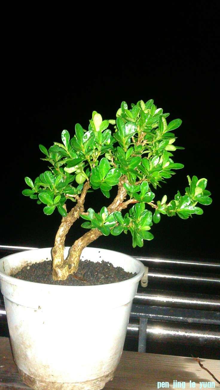 IMAG0102.jpg