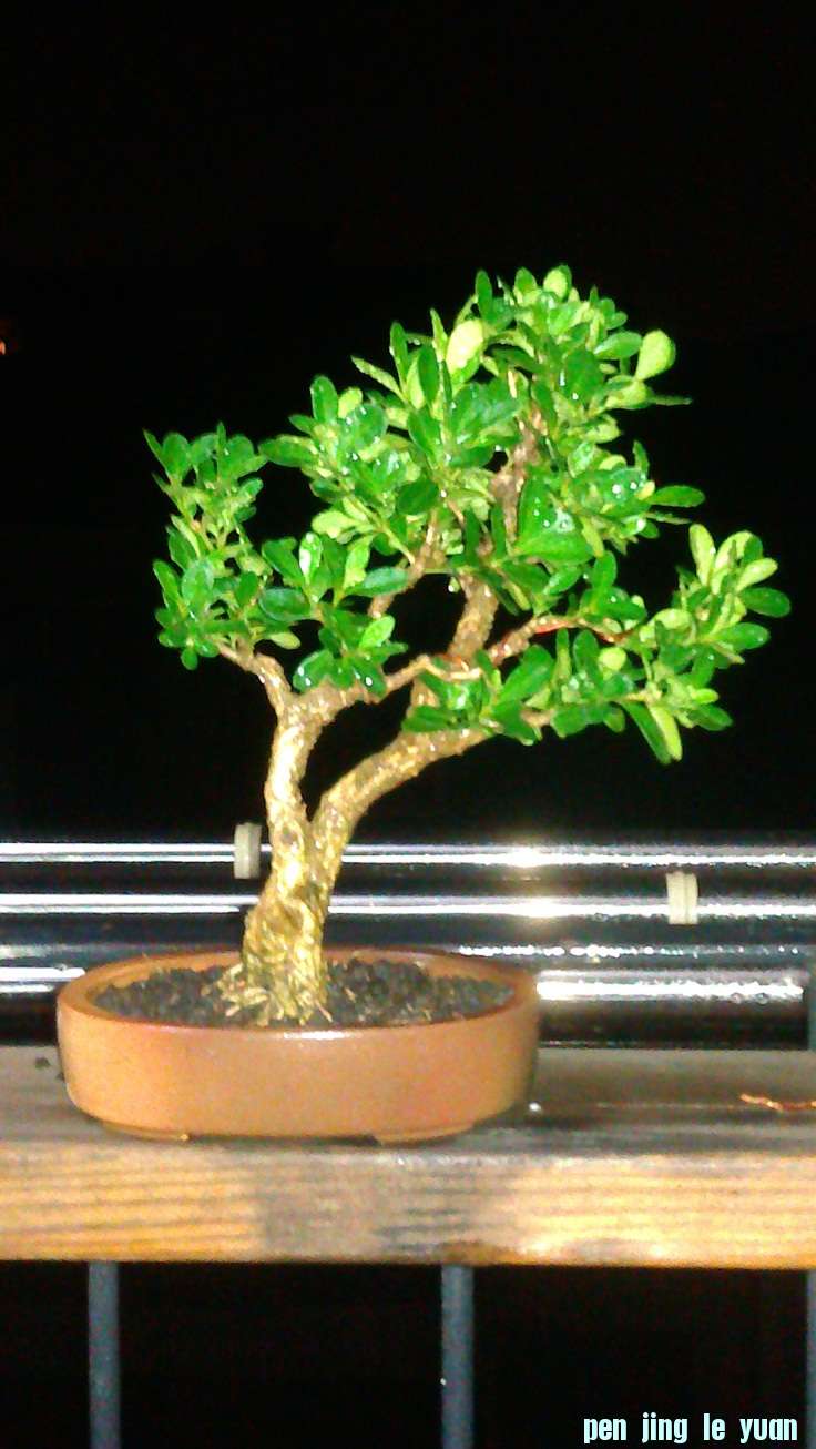 IMAG0101.jpg