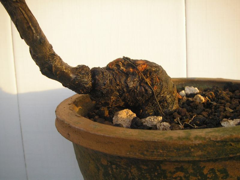 PA314630.JPG