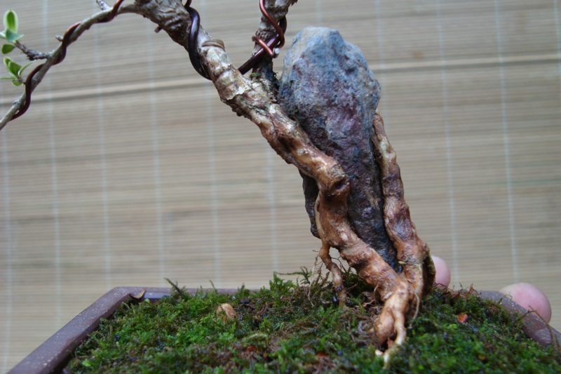DSC08265.jpg