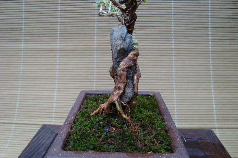 DSC08258.jpg