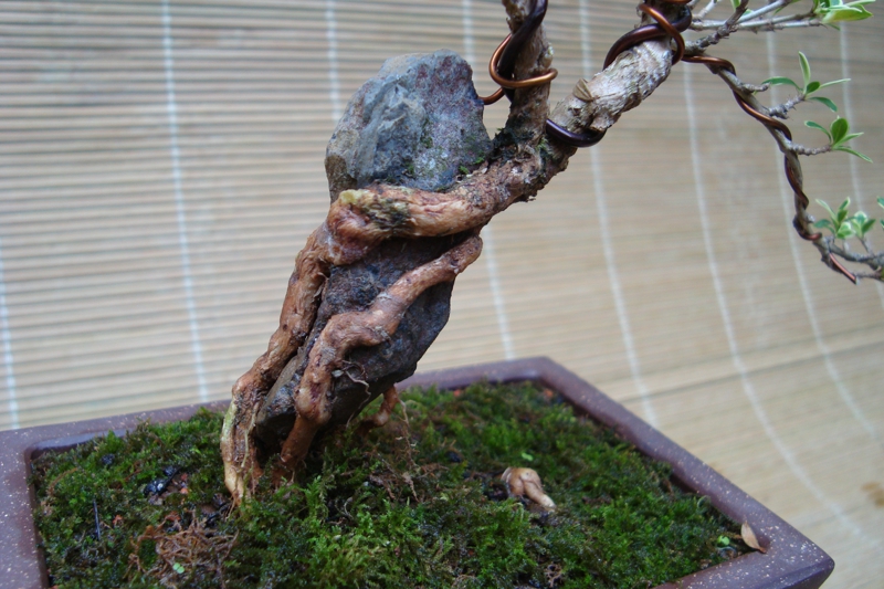 DSC08260.jpg