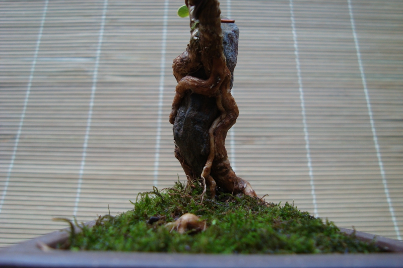 DSC08262.jpg