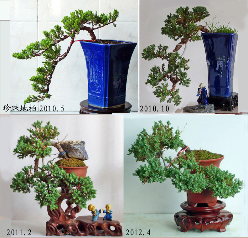 微型悬崖柏的2年半a.jpg