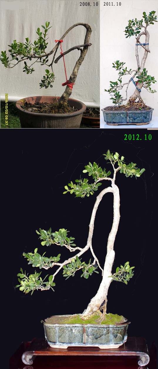 文人黄杨的4年.jpg