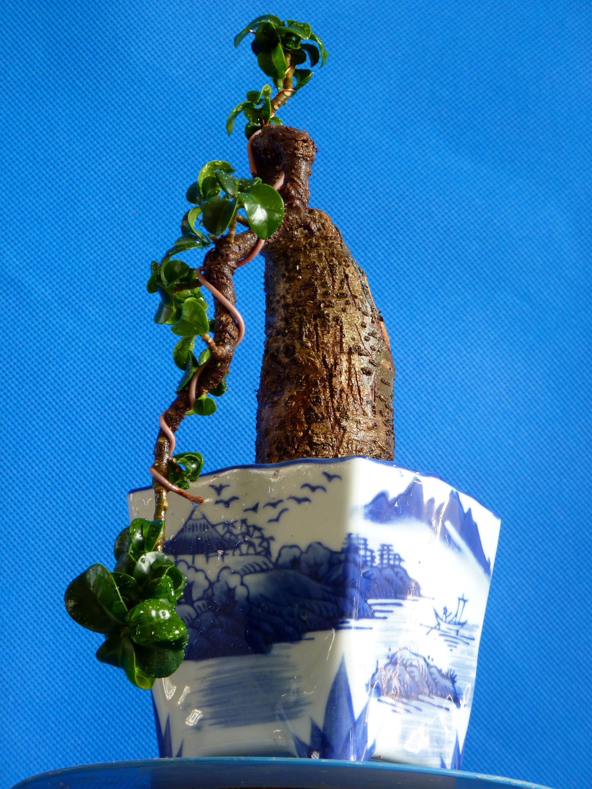 P1020444.jpg
