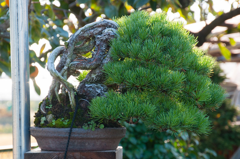 20111027-DSC_0160-L.jpg
