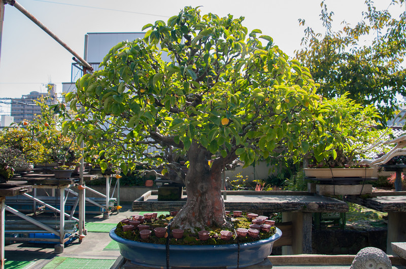 20111027-DSC_0059-L.jpg