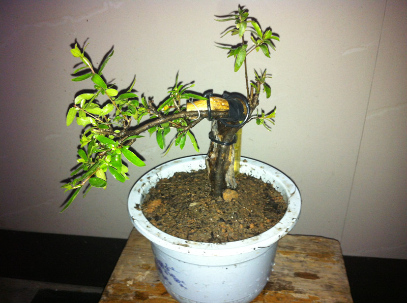 IMG_0509_.jpg