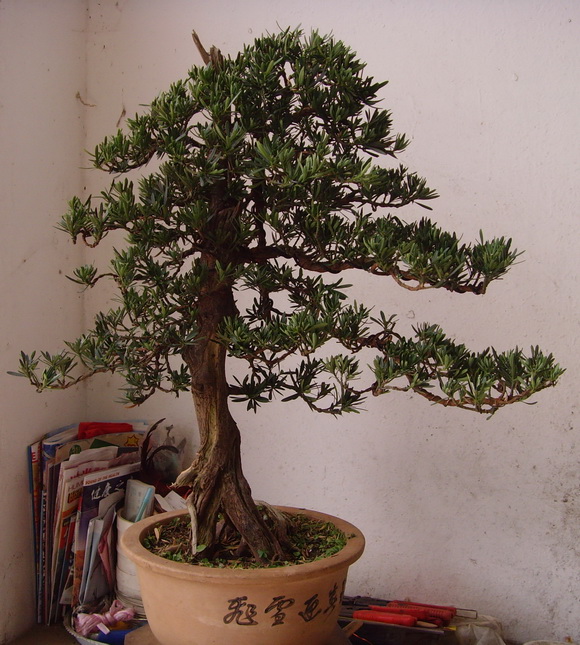 SNV38876.JPG