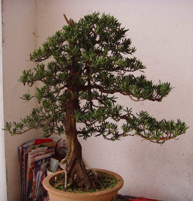 SNV38878.JPG