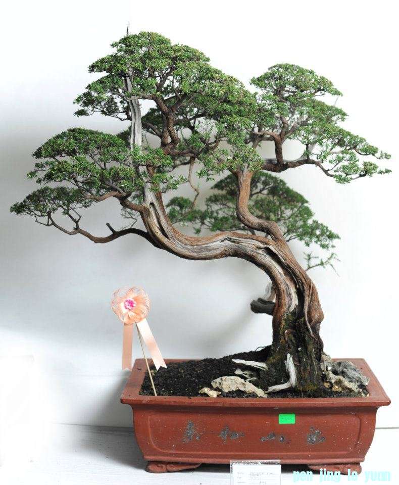 RWH5CcI825SwDutd3DgiPA.jpg