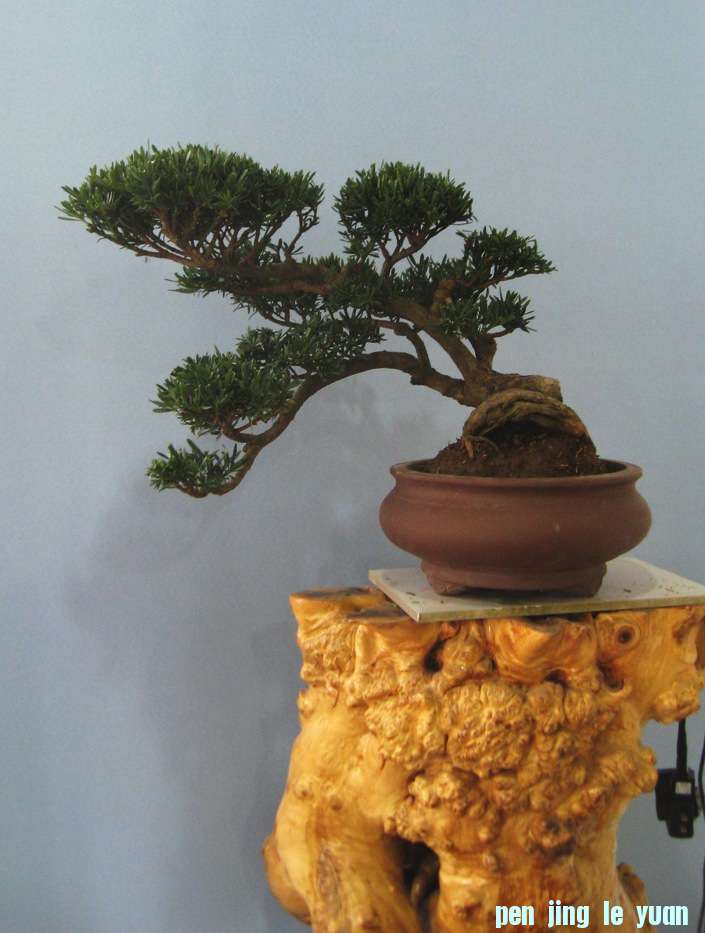 Ƭ 15509.jpg