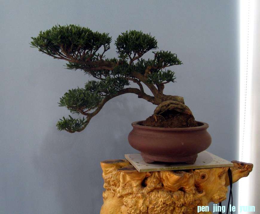 Ƭ 15508.jpg