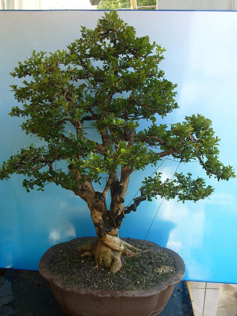 S1051708.JPG