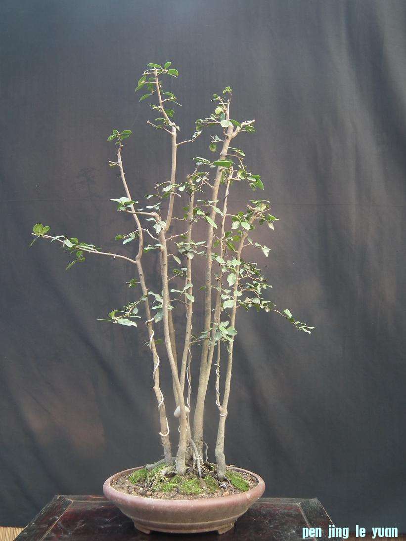 DSCF6104.JPG