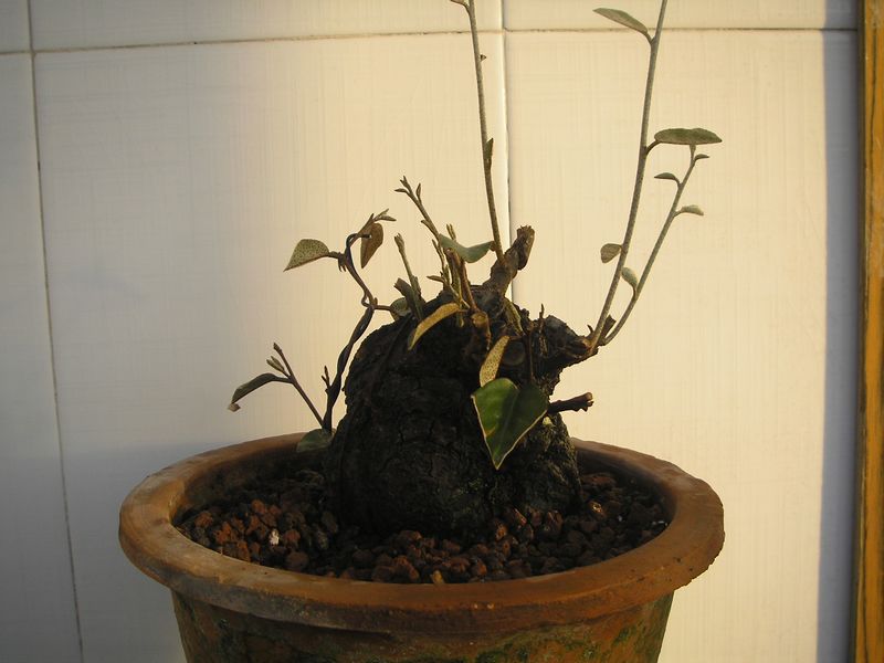 PA314647.JPG