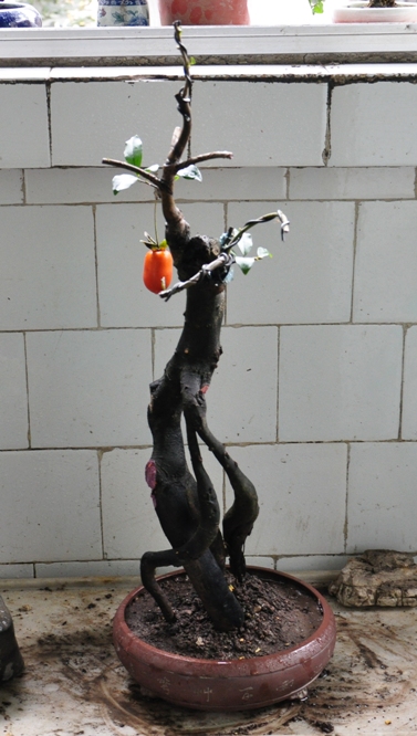 DSC_0852.JPG