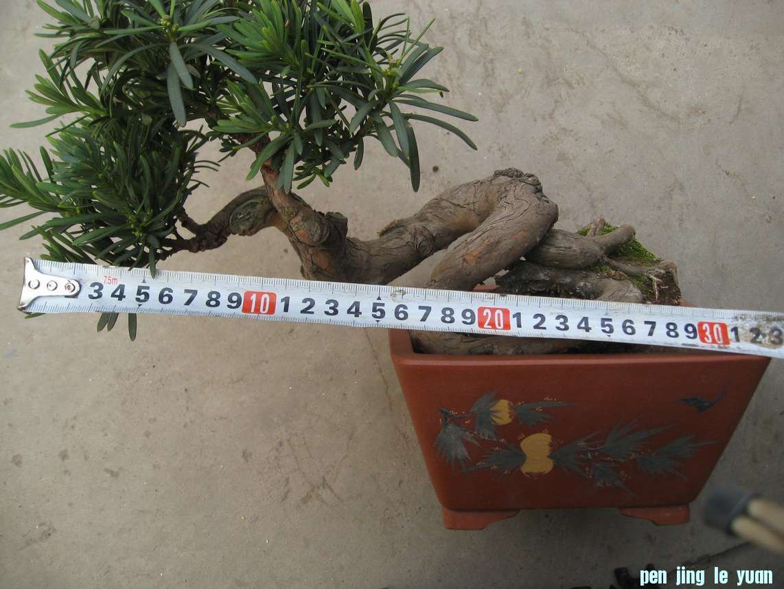 Ƭ 15528.jpg