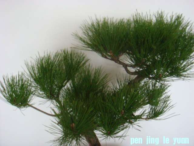 DSC02999.JPG