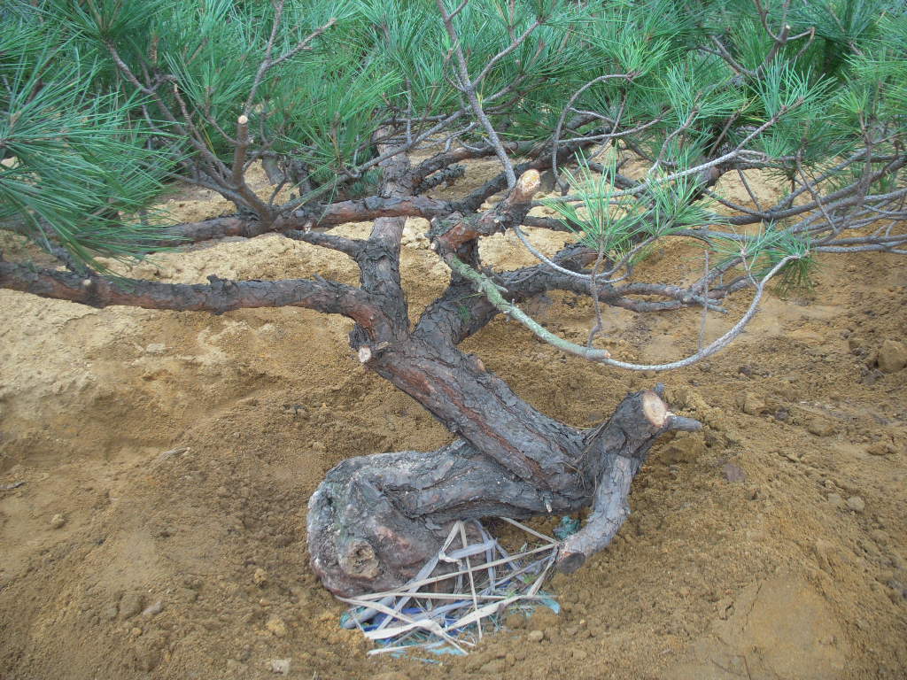 DSCN2671.JPG