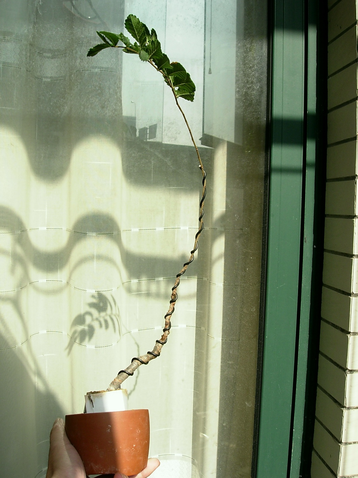 DSCN8634_conew2.jpg