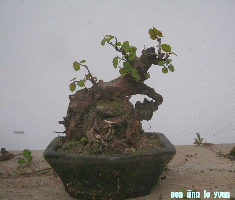 IMG_0480.JPG