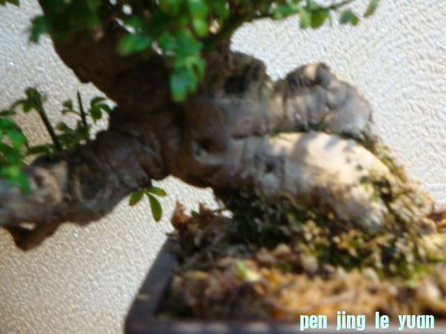 DSC01076.JPG