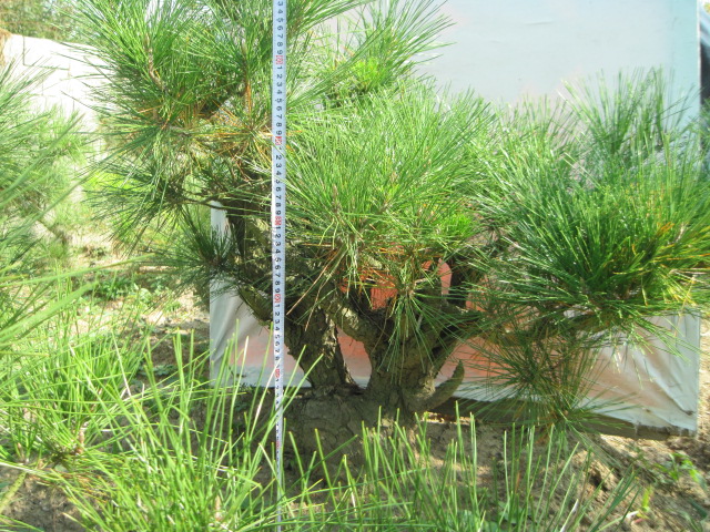 2012-10-18ĺز 020.jpg
