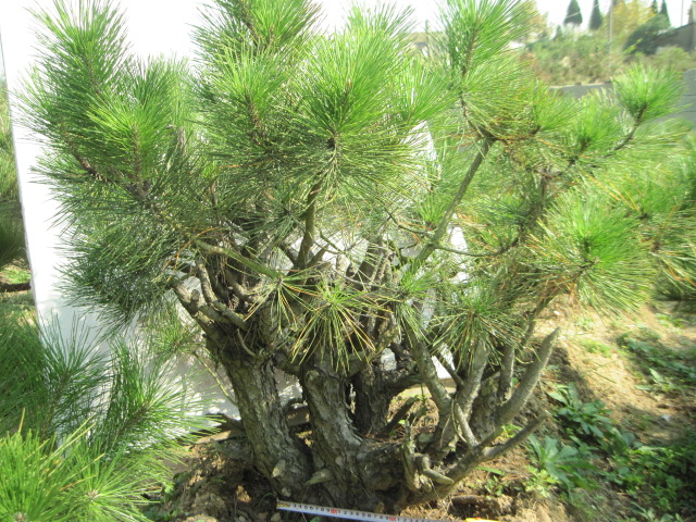 2012-10-18ĺز 025.jpg