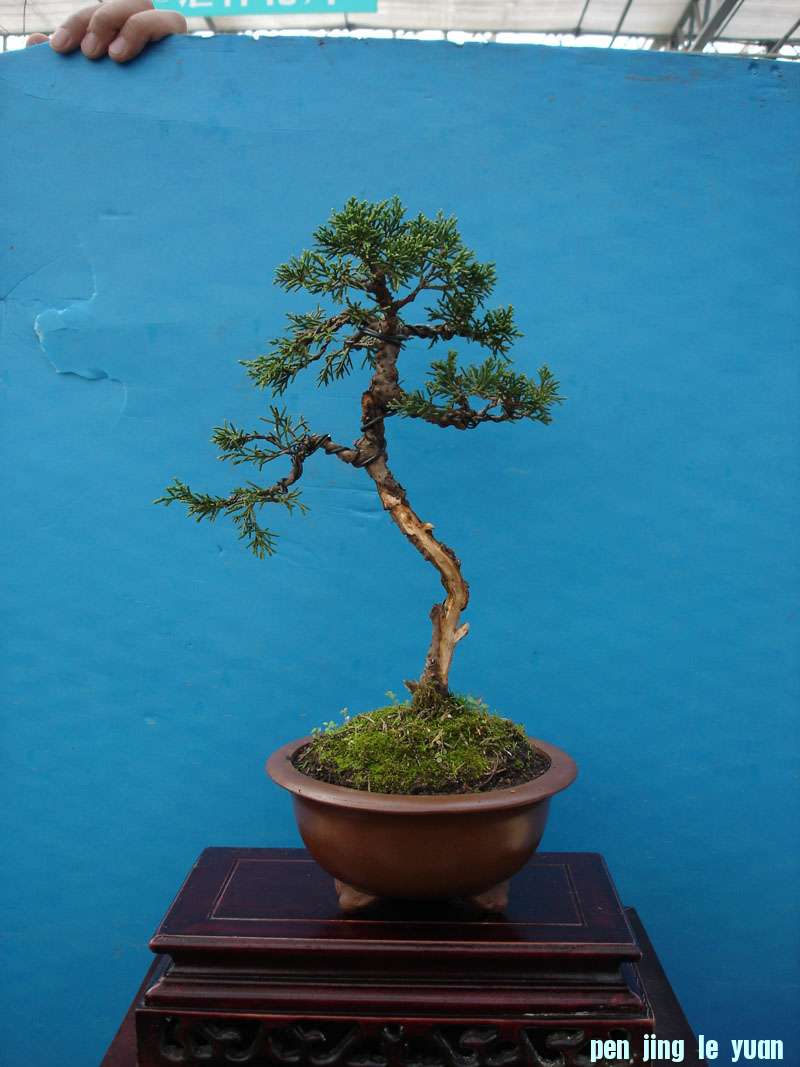 Ƭ 037.jpg