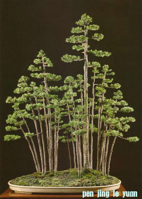 formalforest11.jpg