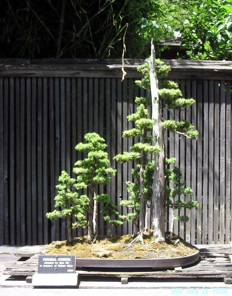 Juniperus_procumbens1.jpg