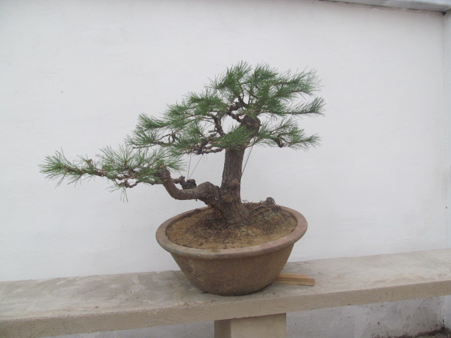  (2) IMG_1129.JPG